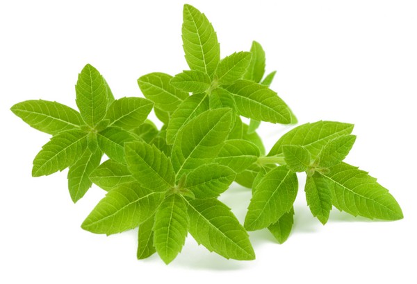 Citronová verbena